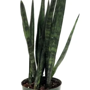 Snakeskin Snake Plant Sansevieria - 6 Inch Pot - Indoor Air Purifier
