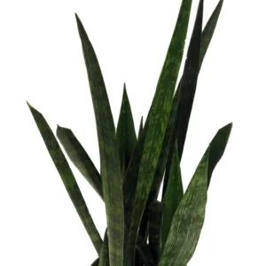 Snakeskin Snake Plant Sansevieria - 6 Inch Pot - Indoor Air Purifier