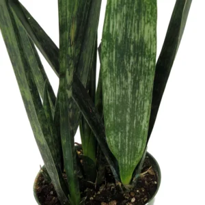 Snakeskin Snake Plant Sansevieria - 6 Inch Pot - Indoor Air Purifier