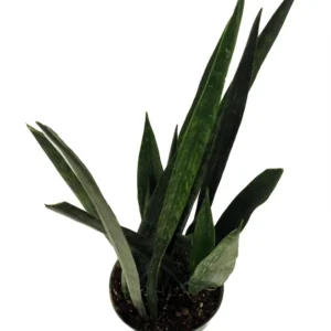 Snakeskin Snake Plant Sansevieria - 6 Inch Pot - Indoor Air Purifier
