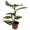 Snow Capped Angel Wing Cane Begonia - 2.5 Inch Pot - Indoor Houseplant