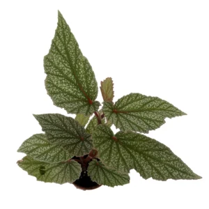 Snow Capped Angel Wing Cane Begonia - 2.5 Inch Pot - Indoor Houseplant