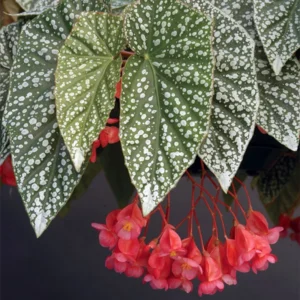 Snow Capped Angel Wing Cane Begonia - 2.5 Inch Pot - Indoor Houseplant