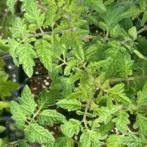 Snow White Cherry Tomato Plant - 2.5