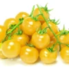 Snow White Cherry Tomato Plant - 4 Inch Pot - Sweet Variety