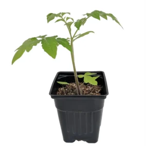 Snow White Cherry Tomato Plant - 4 Inch Pot - Sweet Variety