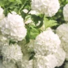 Snowball Viburnum Flower Bush - Live White Viburnum Plant in Pot 6-10 Inch Garden Ready