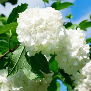 Snowball Viburnum Flower Bush - Live White Viburnum Plant in Pot 6-10 Inch Garden Ready
