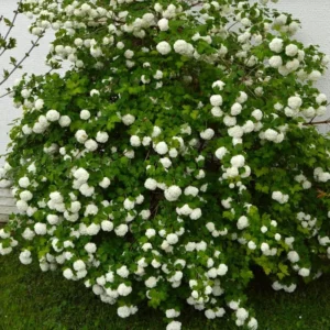 Snowball Viburnum Flower Bush - Live White Viburnum Plant in Pot 6-10 Inch Garden Ready