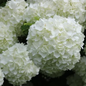 Snowball Viburnum Flower Bush - Live White Viburnum Plant in Pot 6-10 Inch Garden Ready
