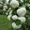 Snowball Viburnum Plant - Live Rooted Shrub - Quart Pot - White Flowers