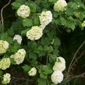Snowball Viburnum Plant - Live Rooted Shrub - Quart Pot - White Flowers