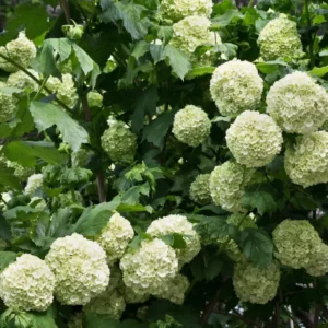 Snowball Viburnum Plant - Live Rooted Shrub - Quart Pot - White Flowers