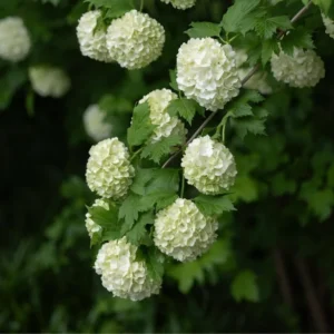 Snowball Viburnum Plant - Live Rooted Shrub - Quart Pot - White Flowers