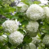 Snowball Viburnum Plant - Live White Bush 6-10 Inch Starter Plant