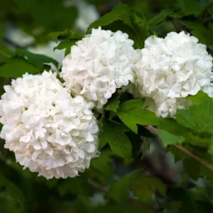 Snowball Viburnum Plant - Live White Bush 6-10 Inch Starter Plant