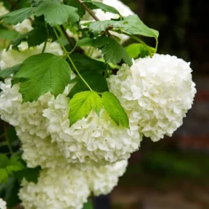Snowball Viburnum Plant - Live White Bush 6-10 Inch Starter Plant