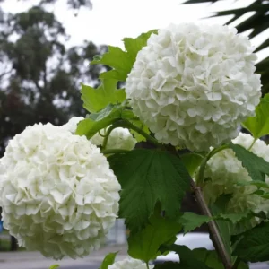Snowball Viburnum Plant - Live White Bush 6-10 Inch Starter Plant