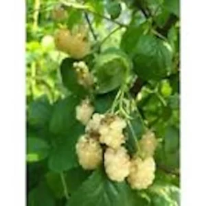 Snowbank Blackberry Plant 3-Pack - White Blackberry Rubus Starter Plants Edible Perennial Fruit