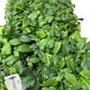 Snowbank Blackberry Plant 3-Pack - White Blackberry Rubus Starter Plants Edible Perennial Fruit