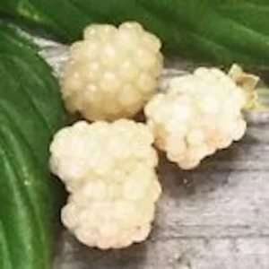 Snowbank Blackberry Plant 3-Pack - White Blackberry Rubus Starter Plants Edible Perennial Fruit