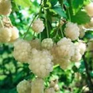 Snowbank Blackberry Plant - 5 White Blackberry Starter Plants - Perennial Fruit
