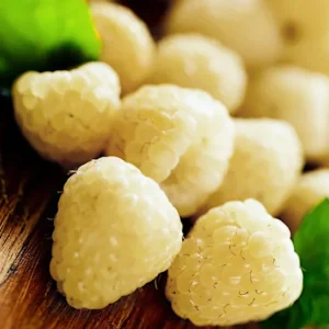 Snowbank Blackberry Plant Rubus - White Blackberry Starter Plant - Edible Perennial Fruit Plant