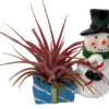 Snowman Candy Cane Planter with Live Air Plant Tillandsia - 4 inch Ceramic Holiday Gift