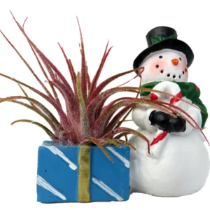 Snowman Candy Cane Planter with Live Air Plant Tillandsia - 4 inch Ceramic Holiday Gift