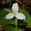 Snowy White Trillium Grandiflorum Bulbs - Wake Robin - 2 Pips - White Flowers