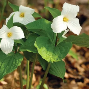 Snowy White Trillium Grandiflorum Bulbs - Wake Robin - 2 Pips - White Flowers