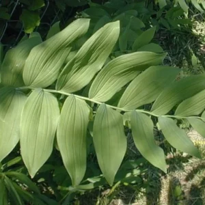 Solomon's Seal Plant Bare Roots - 10 Polygonatum Biflorum Organic Transplants