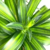 Song of Jamaica Exotic House Plant - 6 Inch Pot - Easy Care Indoor Plant