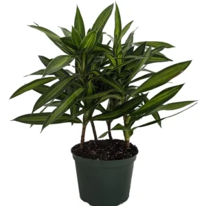 Song of Jamaica Exotic House Plant - 6 Inch Pot - Easy Care Indoor Plant