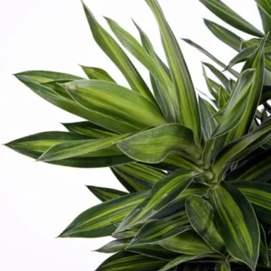 Song of Jamaica Exotic House Plant - 6 Inch Pot - Easy Care Indoor Plant