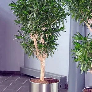 Song of Jamaica Exotic House Plant - 6 Inch Pot - Easy Care Indoor Plant