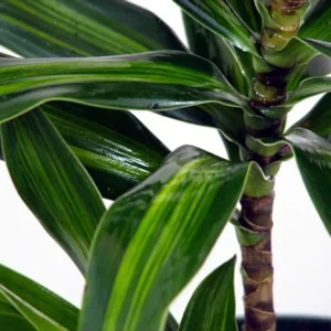 Song of Jamaica Exotic House Plant - 6 Inch Pot - Easy Care Indoor Plant
