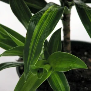 Song of Jamaica Exotic House Plant - 6 Inch Pot - Easy Care Indoor Plant