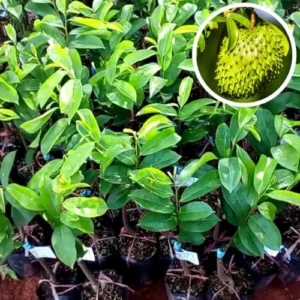Soursop Plant Live - Sweet Guanabana Tree Seedling - 5-8 Inch Ready to Grow