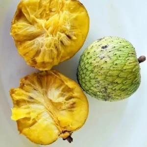 Soursop Plant Live - Sweet Guanabana Tree Seedling - 5-8 Inch Ready to Grow