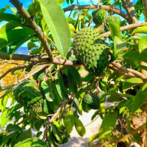 Soursop Plant Live - Sweet Guanabana Tree Seedling - 5-8 Inch Ready to Grow