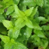 Spearmint Plant 3" Pot - Grow Indoors Outdoors - Fresh Herb