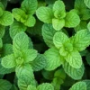 Spearmint Plant Live - Fresh Potted Herb - Indoor/Outdoor