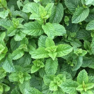 Spearmint Plant Live - Fresh Potted Herb - Indoor/Outdoor