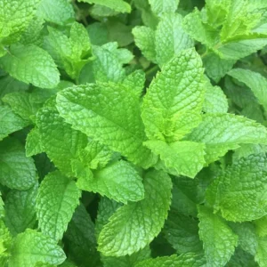 Spearmint Plant Live - Fresh Potted Herb - Indoor/Outdoor