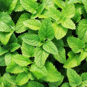 Spearmint Plant Live - Fresh Potted Herb - Indoor/Outdoor