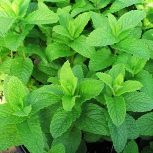 Spearmint Plant Live - Fresh Potted Herb - Indoor/Outdoor