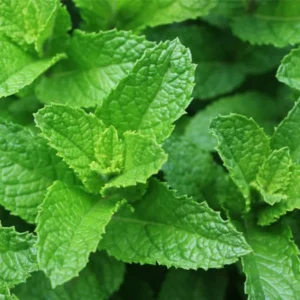 Spearmint Plant Live - Fresh Potted Herb - Indoor/Outdoor