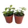 Spekboom Plant 2-Pack - Green Mini Jade Succulent - 2 inch Pots