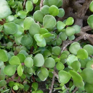 Spekboom Plant 2-Pack - Green Mini Jade Succulent - 2 inch Pots